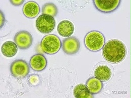 绿色藻类水体污染的修复技术